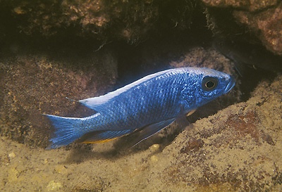 Otopharynx lithobates 'Mumbo Island'